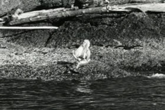 Mermaid picture B.C. 1967 near Mayne Island