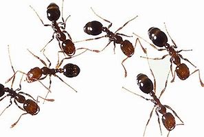 Dances with Ants - Natural and Organic Ant Control