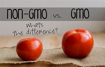 GMO