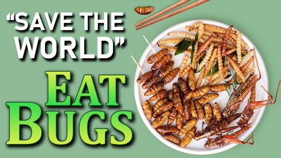 Save the World Eat Bugs