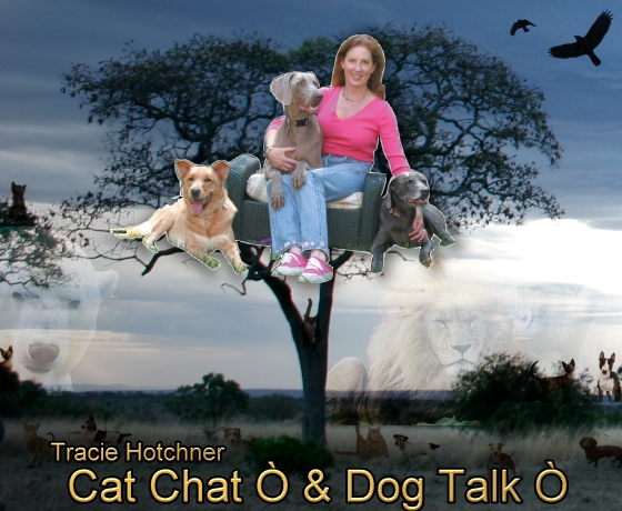 Cat Chat and Dog Talk with Tracie Hotchner, banner