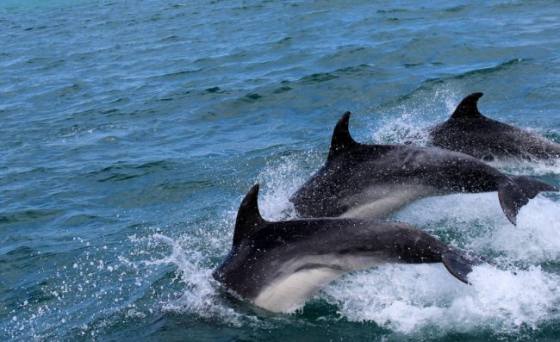 Dolphins Swimming In Venice Canals