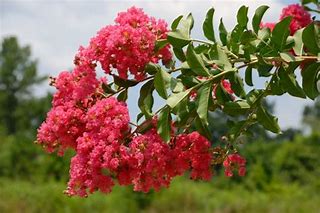 Crepe Myrtle