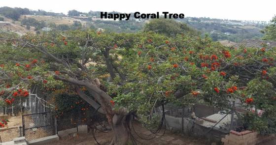 Happy Coral Tree